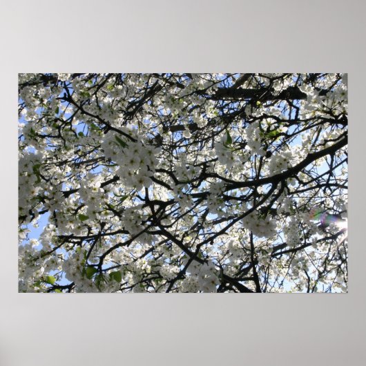 Poster Arbre à fleurs (Devant)