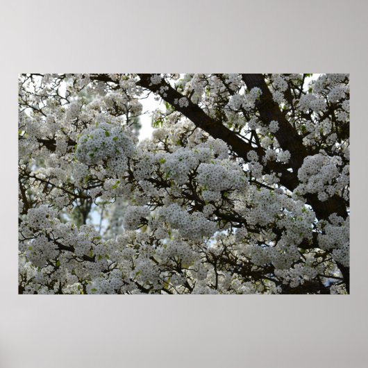 Poster Arbre à fleurs blanc (Devant)