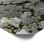 Poster Arbre à fleurs blanc (Coin)