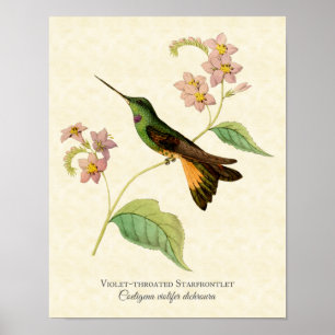 Poster Arbre à gorge violette Starfrontlet Hummingbird Ar