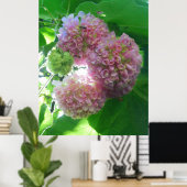Poster Arbre à hydrangée tropicale (Bureau à domicile)