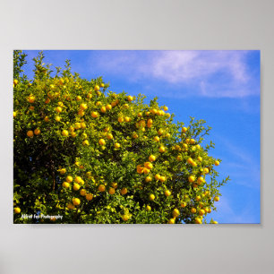 Poster Arbre à mandarines sous un ciel bleu