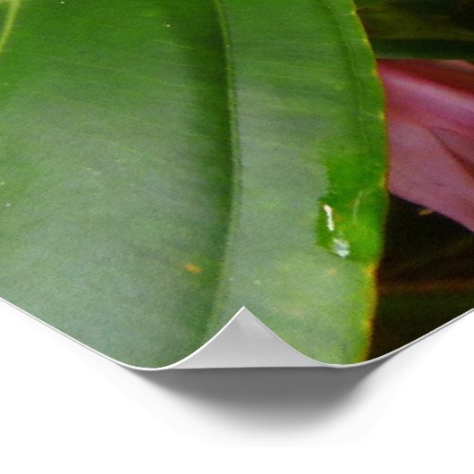 Poster Arbre à orchidées malaisien (Coin)