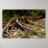 Poster Arbre à pin tombé (Devant)