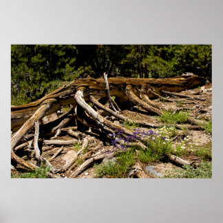 Poster Arbre à pin tombé