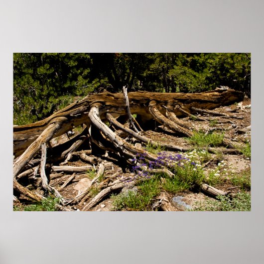 Poster Arbre à pin tombé (Devant)