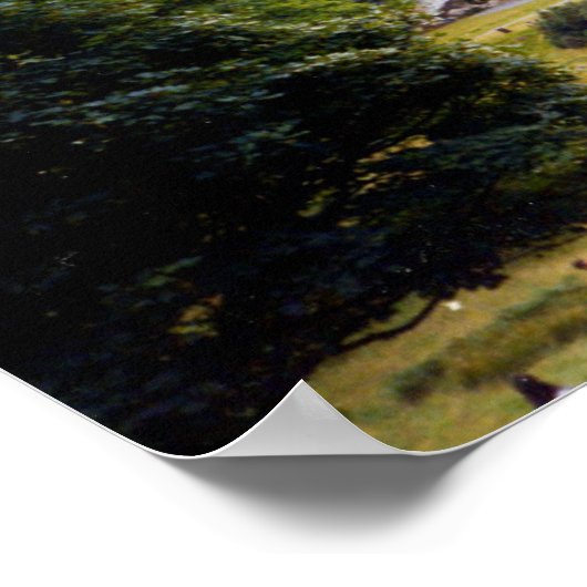 Poster Arbre à Powerscourt Falls (Coin)