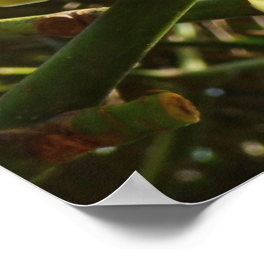 Poster Arbre à raser (Coin)