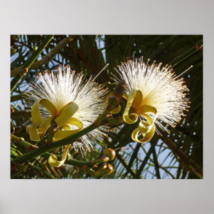 Poster Arbre à raser