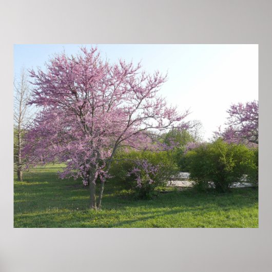 Poster Arbre à Redbud - El Dorado Lake Kansas (Devant)