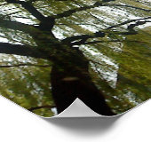 Poster Arbre à saules (Coin)