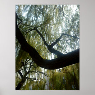 Poster Arbre à saules
