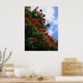 Poster Arbre à tulipe d'Afrique (Cuisine)