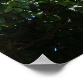 Poster Arbre à tulipe d'Afrique (Coin)