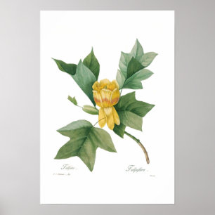 Poster Arbre à tulipes