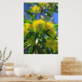 Poster Arbre à wattle jaune (Cuisine)