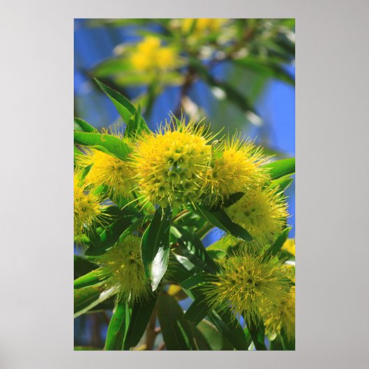 Poster Arbre à wattle jaune (Devant)
