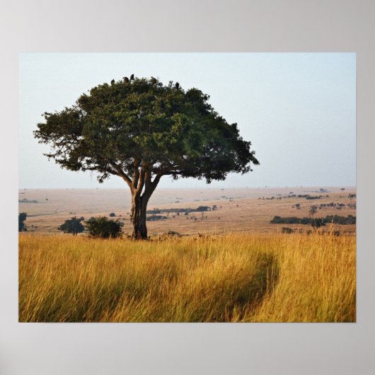 Poster Arbre acacia isolé dans les plaines herbeuses, Mas (Devant)