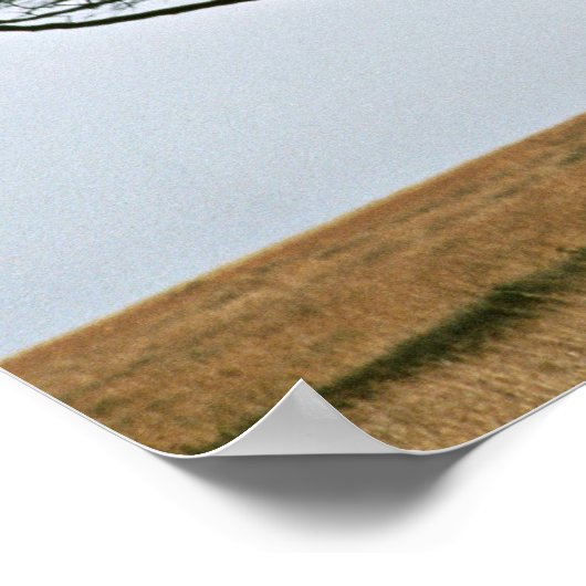 Poster Arbre Acacia Thorn Umbrella (Coin)