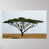 Poster Arbre Acacia Thorn Umbrella (Devant)
