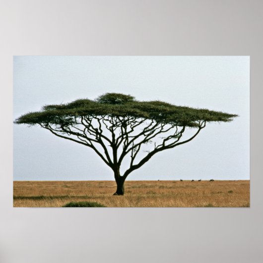 Poster Arbre Acacia Thorn Umbrella (Devant)
