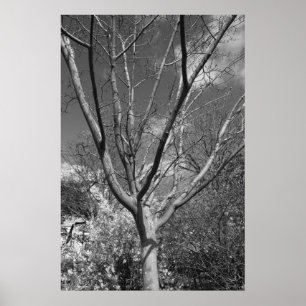 Poster Arbre adorant de Sun