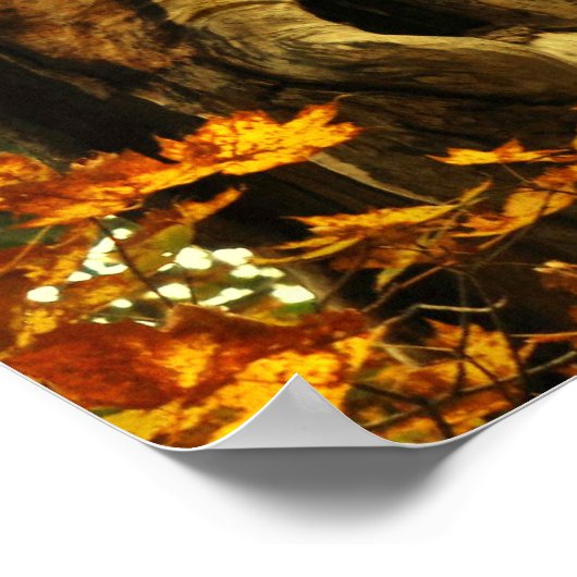 Poster Arbre ancien (Coin)