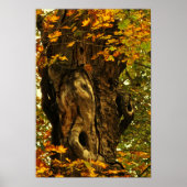 Poster Arbre ancien (Devant)