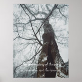 Poster Arbre ancien dans une forêt humide (Devant)
