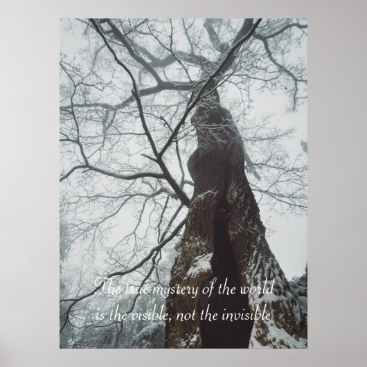 Poster Arbre ancien dans une forêt humide (Devant)