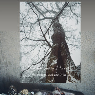 Poster Arbre ancien dans une forêt humide