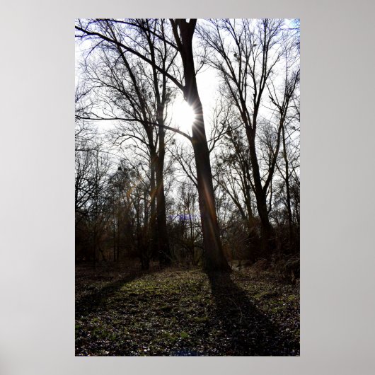 Poster Arbre ancien, Soleil d'hiver (Devant)
