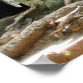 Poster Arbre Angkor (Coin)