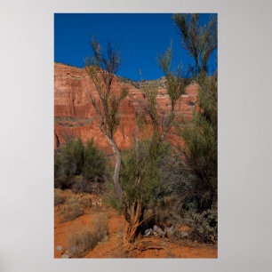 Poster Arbre au tribunal Butte 2016