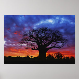 Poster arbre baobab africain, Adansonia digitata, 2