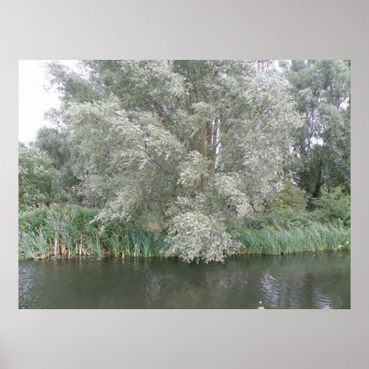 Poster Arbre blanc et paysage fluvial Imprimer (Devant)