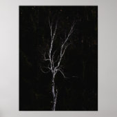 Poster Arbre blanc solitaire (Devant)