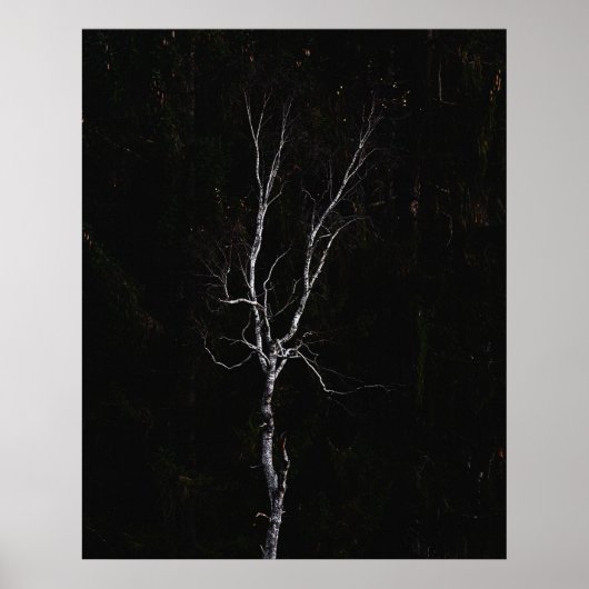 Poster Arbre blanc solitaire (Devant)