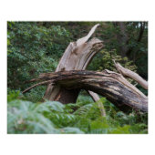 Poster Arbre brisé (Devant)