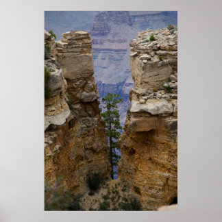 Poster Arbre caché Grand Canyon 4822 Imprimer