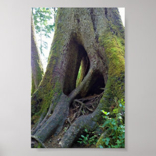 Poster Arbre cathédrale, Astoria, Oregon