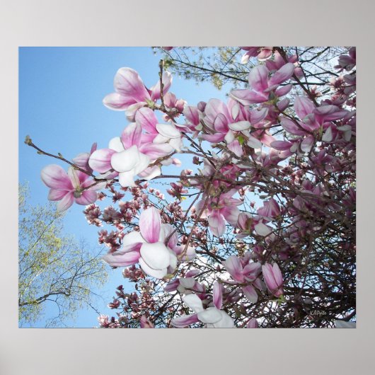Poster Arbre cerise en fleurs (Devant)