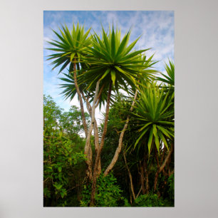 Poster Arbre Chandelle (Dracaena Concina), Ile Aux