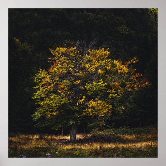 Poster Arbre coloré d'automne (Devant)
