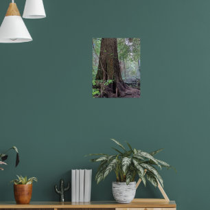 Poster Arbre conifère géant de la forêt photographique