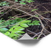 Poster Arbre conifère géant de la forêt photographique (Coin)