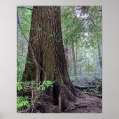 Poster Arbre conifère géant de la forêt photographique (Devant)