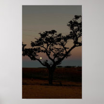 Arbre Coucher de Soleil Mur Nature Photographie Ru