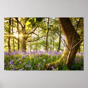 Poster Arbre coudé dans la forêt de jacinthe des bois