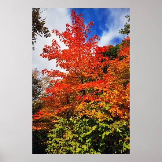 Poster Arbre d'automne (Devant)